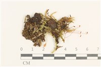 登錄號:B00015843藏品圖，第1張