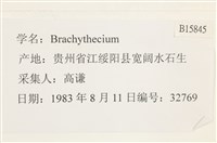 登錄號:B00015845藏品圖，第2張