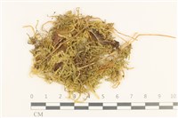 登錄號:B00015847藏品圖，第1張