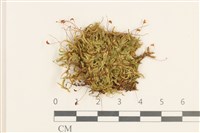登錄號:B00015849藏品圖，第1張