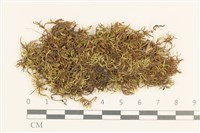 登錄號:B00015850藏品圖，第1張