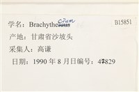 登錄號:B00015851藏品圖，第2張