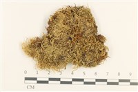 登錄號:B00015851藏品圖，第1張