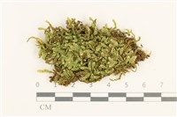 登錄號:B00015854藏品圖，第1張