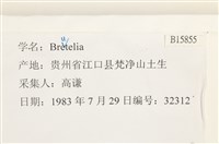 登錄號:B00015855藏品圖，第2張