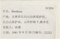 登錄號:B00015856藏品圖，第2張