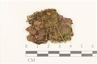 登錄號:B00015860藏品圖，第1張