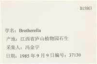 登錄號:B00015863藏品圖，第2張