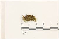 登錄號:B00015864藏品圖，第1張