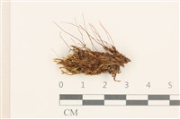 登錄號:B00015868藏品圖，第1張
