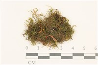 登錄號:B00015874藏品圖，第1張
