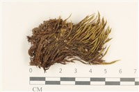 登錄號:B00015876藏品圖，第1張