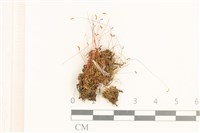 登錄號:B00015881藏品圖，第1張
