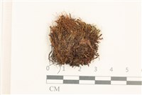 登錄號:B00015882藏品圖，第1張