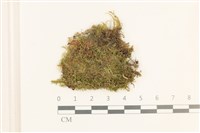 登錄號:B00015885藏品圖，第1張