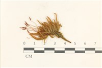 登錄號:B00015894藏品圖，第1張