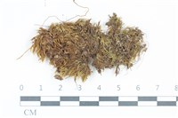 登錄號:B00015896藏品圖，第1張