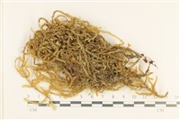 登錄號:B00016110藏品圖，第1張