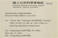 鞭苔,三裂鞭苔藏品圖，第2張