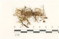 鞭苔,三裂鞭苔藏品圖，第1張