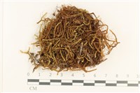 登錄號:B00016139藏品圖，第1張