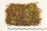 登錄號:B00016155藏品圖，第1張