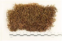 登錄號:B00016167藏品圖，第1張