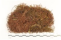 全緣廣萼苔藏品圖，第1張