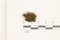 東亞昂氏蘚,東方昂氏蘚藏品圖，第1張