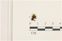 登錄號:B00016186藏品圖，第1張