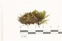 登錄號:B00016188藏品圖，第1張