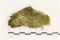 卵葉青蘚藏品圖，第1張