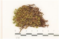 登錄號:B00016192藏品圖，第1張