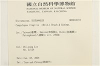 脆枝曲柄蘚藏品圖，第2張