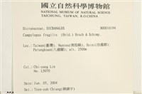 脆枝曲柄蘚藏品圖，第2張