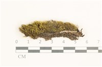 脆枝曲柄蘚藏品圖，第1張