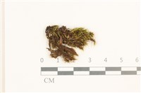 脆枝曲柄蘚藏品圖，第1張