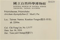 尖葉仙鶴蘚藏品圖，第2張