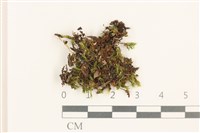 登錄號:B00016241藏品圖，第1張