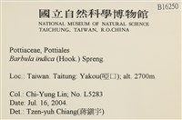 印度扭口蘚藏品圖，第2張