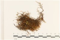 登錄號:B00016253藏品圖，第1張