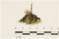 登錄號:B00016255藏品圖，第1張