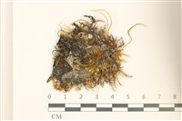 多疣懸蘚藏品圖，第1張