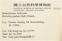 多疣懸蘚藏品圖，第2張