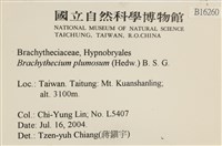 羽枝青蘚藏品圖，第2張