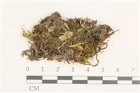 羽枝青蘚藏品圖，第1張