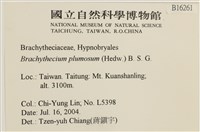 羽枝青蘚藏品圖，第2張