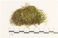 羽枝青蘚藏品圖，第1張