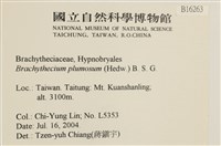 羽枝青蘚藏品圖，第2張