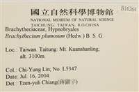 羽枝青蘚藏品圖，第2張